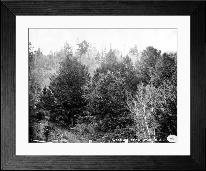Framed Print : General view of woodland in Halifax 1873 Framed Print : General view of woodland in Halifax 1873