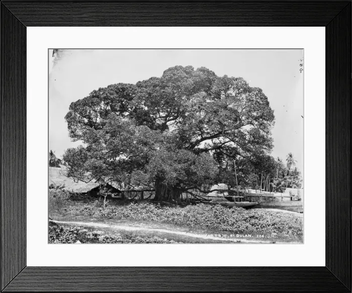 Framed Print : Banyan tree, Ki Dulan, Indonesia Framed Print : Banyan tree, Ki Dulan, Indonesia