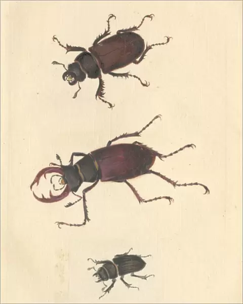 English Insects illustration of Stag beetles by James Barbut