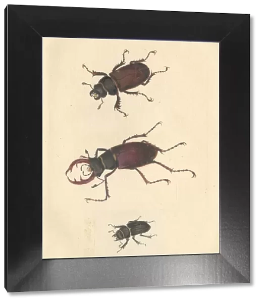 English Insects illustration of Stag beetles by James Barbut