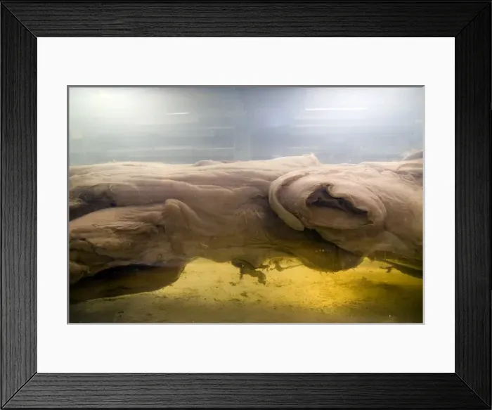 Framed Print : Architeutis dux, giant squid Framed Print : Architeutis dux, giant squid