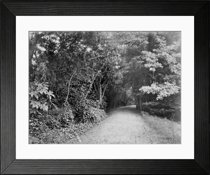 Framed Print : Road through trees Framed Print : Road through trees