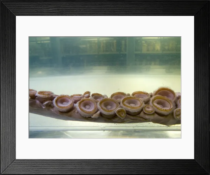 Framed Print : Architeutis dux, giant squid Framed Print : Architeutis dux, giant squid