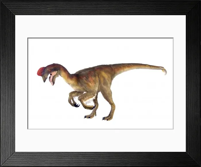 Framed Print : Oviraptor. An animatronic Oviraptor dinosaur made by Kokoro in colabroration Framed Print : Oviraptor. An animatronic Oviraptor dinosaur made by Kokoro in colabroration