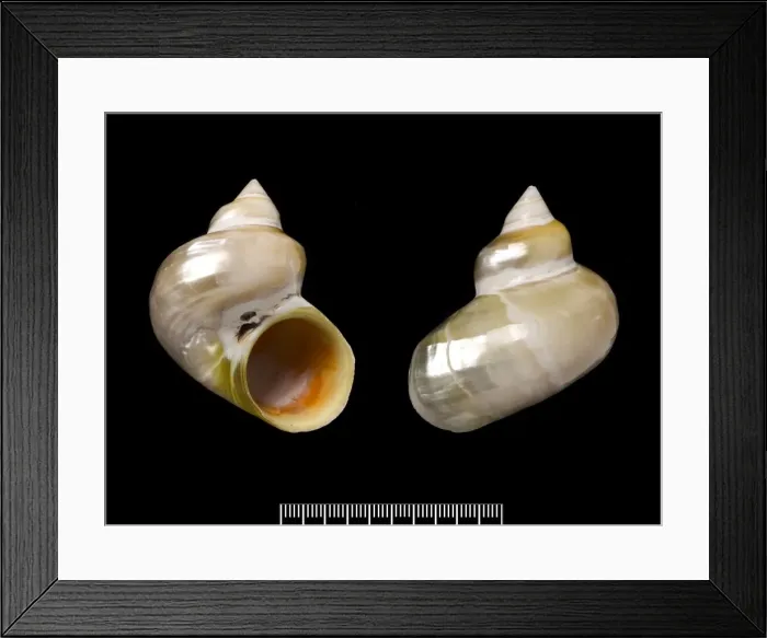Framed Print : Turbo argyrostoma, turban shell Framed Print : Turbo argyrostoma, turban shell