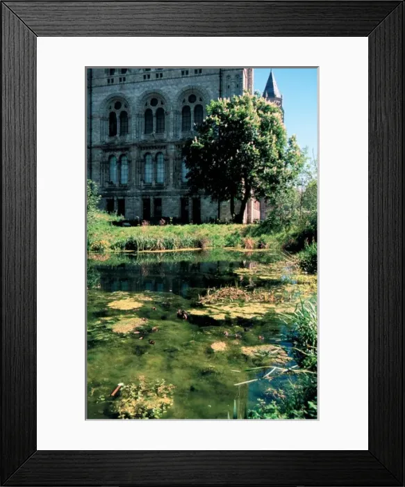 Framed Print : The pond in the Wildlife Garden Framed Print : The pond in the Wildlife Garden