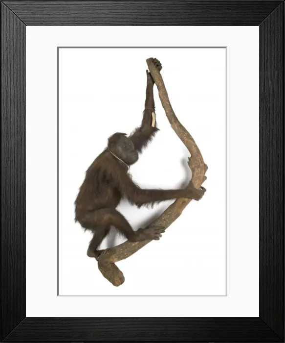 Framed Print : Pongo pygmaeus, bornean orangutan Framed Print : Pongo pygmaeus, bornean orangutan
