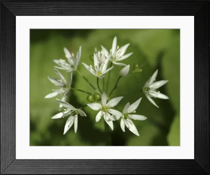 Framed Print : Allium ursinum, wild garlic Framed Print : Allium ursinum, wild garlic