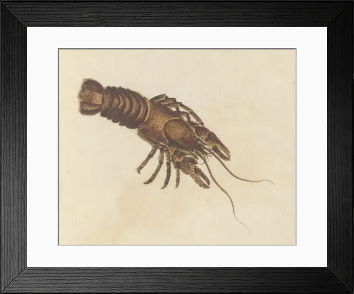 Framed Print : English Insects illustration by James Barbut Framed Print : English Insects illustration by James Barbut