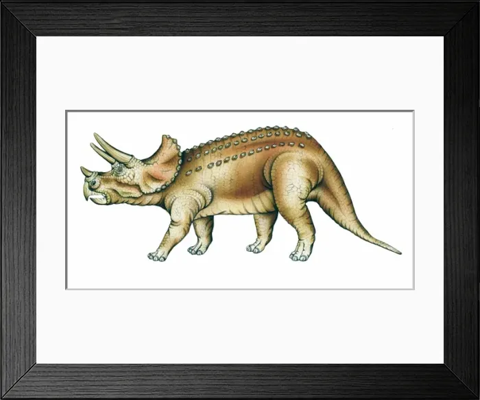 Framed Print : Triceratops Framed Print : Triceratops