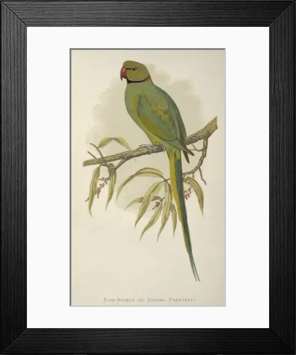 Framed Print : Psittacula krameri, rose-ringed parakeet Framed Print : Psittacula krameri, rose-ringed parakeet