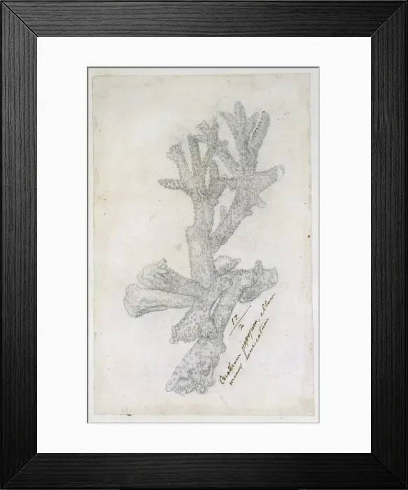 Framed Print : Drawing labelled coral Framed Print : Drawing labelled coral