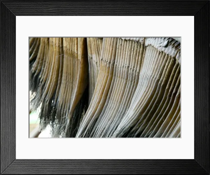 Framed Print : Eschrichtius robustus, gray whale Framed Print : Eschrichtius robustus, gray whale