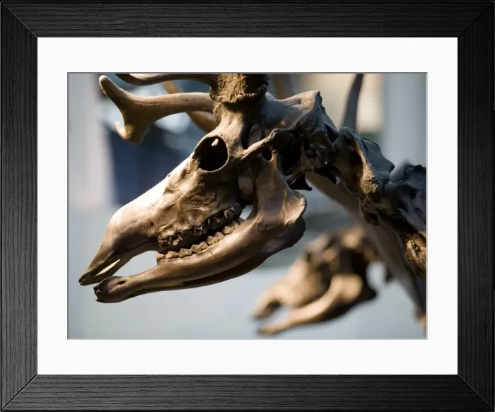 Framed Print : Megaceros giganteus, giant deer Framed Print : Megaceros giganteus, giant deer