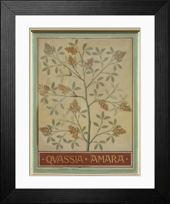 Framed Print : Quassia amara, quassia Framed Print : Quassia amara, quassia