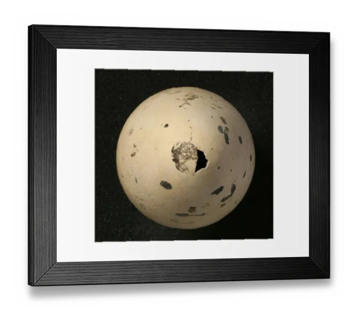 Framed Print : Pinguinus impennis, great auk Framed Print : Pinguinus impennis, great auk