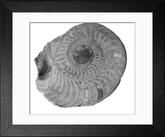 Framed Print : Aphelaeceras mutabile, nautiloid Framed Print : Aphelaeceras mutabile, nautiloid