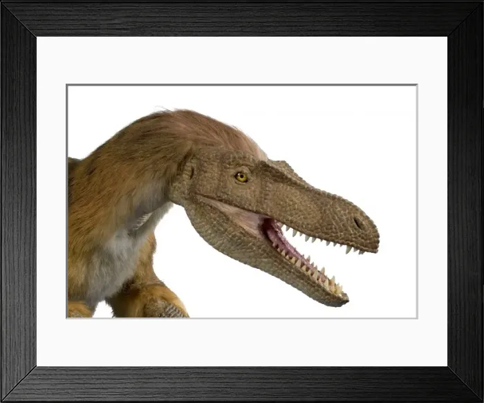 Framed Print : Velociraptor Framed Print : Velociraptor