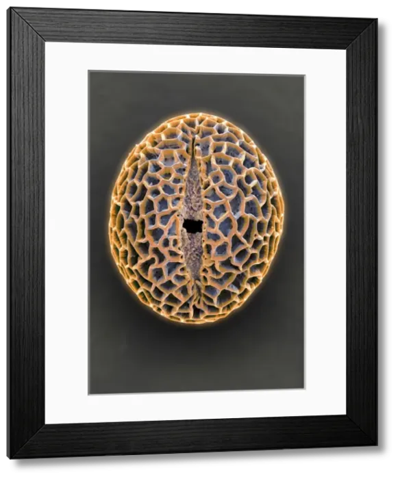 Framed Print : Leptoglossis lomana Framed Print : Leptoglossis lomana