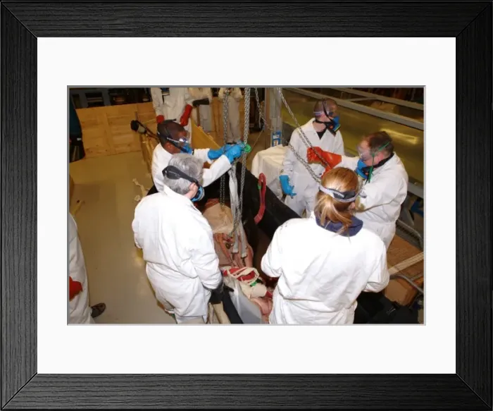 Framed Print : Architeutis dux, giant squid Framed Print : Architeutis dux, giant squid
