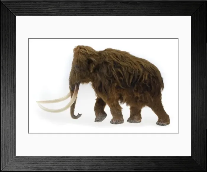 Framed Print : Model of the Ilford Mammoth Framed Print : Model of the Ilford Mammoth