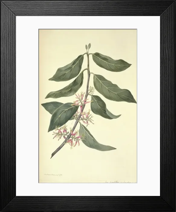 Framed Print : Dendrophthoe pentadra, mistletoe Framed Print : Dendrophthoe pentadra, mistletoe