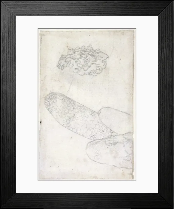 Framed Print : Drawing labelled Sponge and coral Framed Print : Drawing labelled Sponge and coral