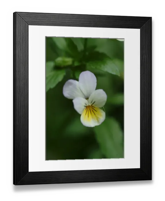 Framed Print : Viola tricolor, wild pansy Framed Print : Viola tricolor, wild pansy