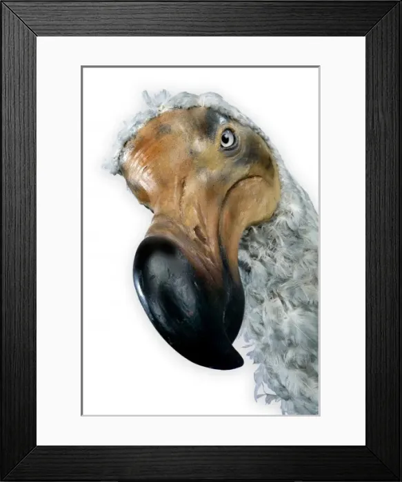 Framed Print : Raphus cucullatus, dodo Framed Print : Raphus cucullatus, dodo