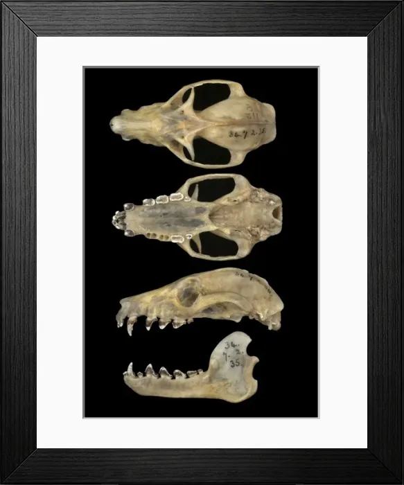 Framed Print : Pteropus livingstonii, Comoro black flying fox Framed Print : Pteropus livingstonii, Comoro black flying fox