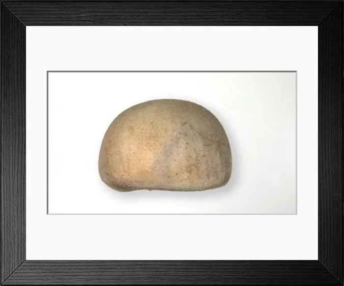 Framed Print : Echinocorys scutata Leske, fairy loaf echinoid Framed Print : Echinocorys scutata Leske, fairy loaf echinoid