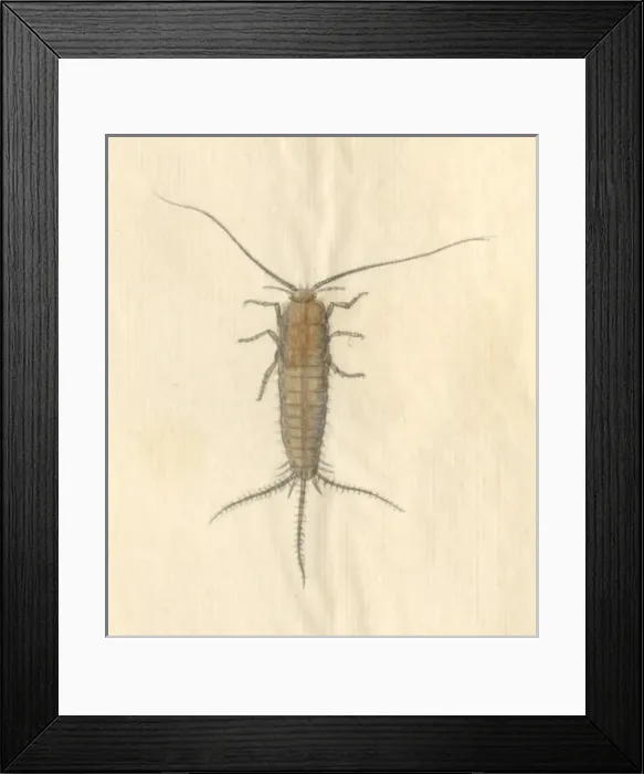 Framed Print : English Insects illustration by James Barbut Framed Print : English Insects illustration by James Barbut