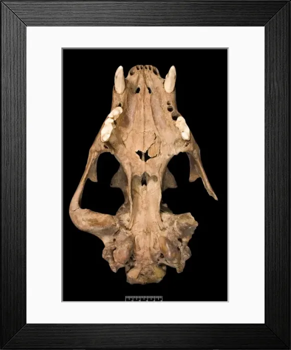 Framed Print : Panthera leo, lion Framed Print : Panthera leo, lion