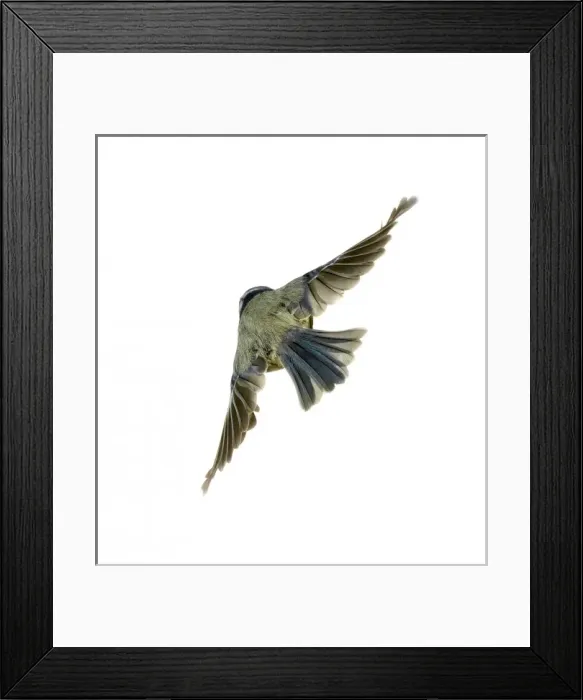 Framed Print : Parus caeruleus, blue tit Framed Print : Parus caeruleus, blue tit