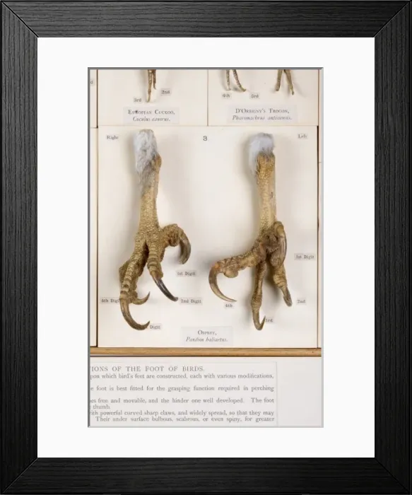 Framed Print : Display of bird feet at the Natural History Museum, London Framed Print : Display of bird feet at the Natural History Museum, London