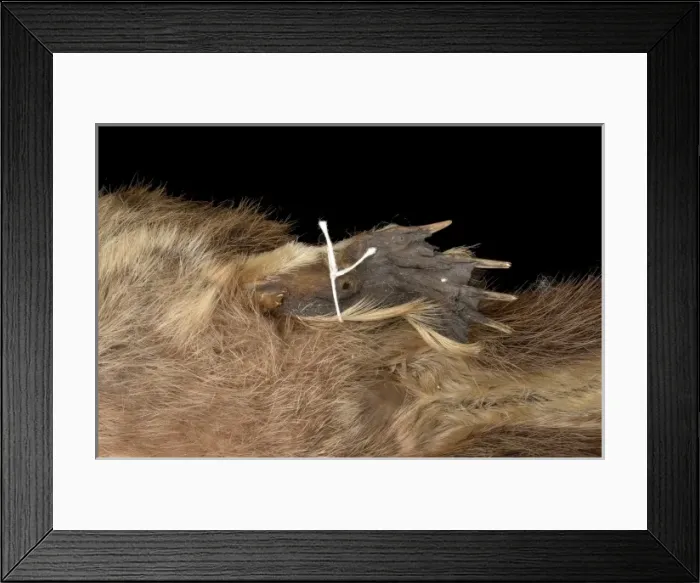 Framed Print : Ornithorhynchus anatinus, duck-billed platypus Framed Print : Ornithorhynchus anatinus, duck-billed platypus