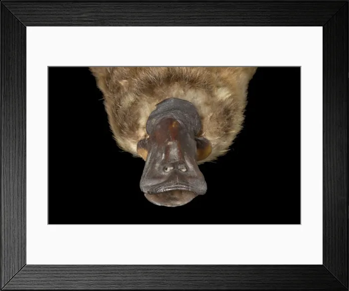 Framed Print : Ornithorhynchus anatinus, duck-billed platypus Framed Print : Ornithorhynchus anatinus, duck-billed platypus