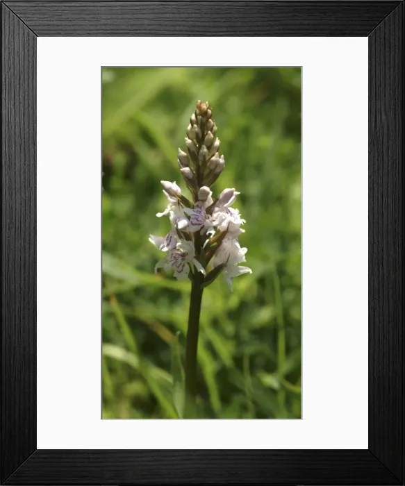 Framed Print : Dactylorhiza fuchsii, common spotted orchid Framed Print : Dactylorhiza fuchsii, common spotted orchid