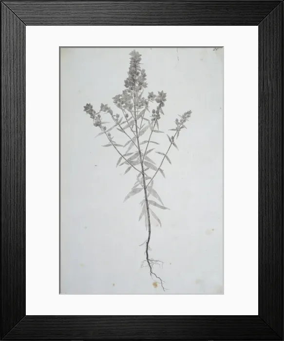 Framed Print : Madras Nature Print Framed Print : Madras Nature Print