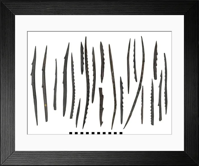 Framed Print : Barbed points from Star Carr Framed Print : Barbed points from Star Carr