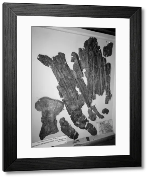 Framed Print : Leedsichthys problematicus Framed Print : Leedsichthys problematicus