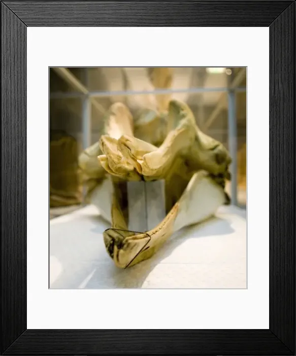 Framed Print : Hyperoodon ampullatus, northern bottlenose whale Framed Print : Hyperoodon ampullatus, northern bottlenose whale