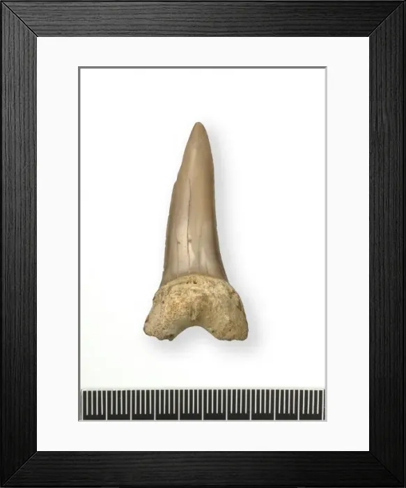 Framed Print : Tonguestone (sharks tooth) Framed Print : Tonguestone (sharks tooth)