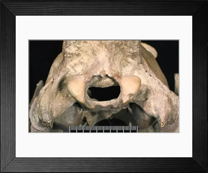 Framed Print : Detail shot of partially infilled foramen magnum lion skull Framed Print : Detail shot of partially infilled foramen magnum lion skull