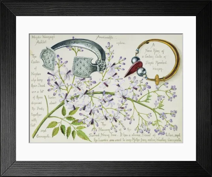 Framed Print : Azidirachta indica, neem tree Framed Print : Azidirachta indica, neem tree