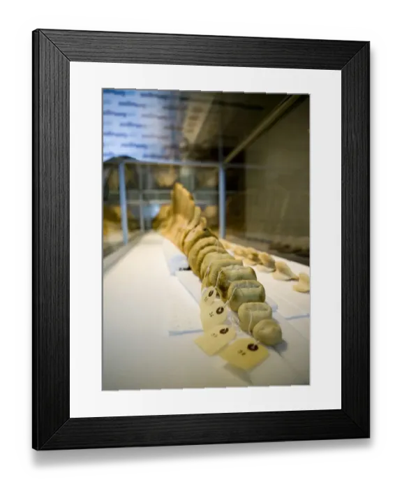 Framed Print : Hyperoodon ampullatus, northern bottlenose whale Framed Print : Hyperoodon ampullatus, northern bottlenose whale