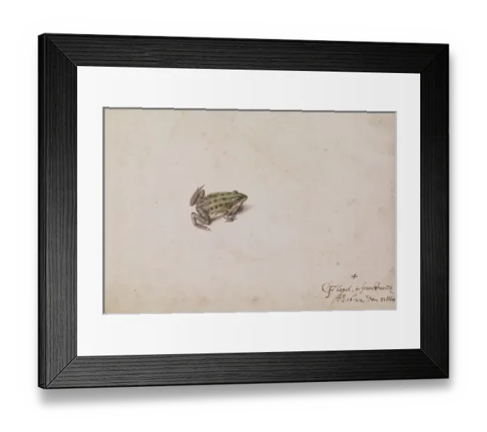 Framed Print : C Flegel. Illustration by C Flegel Framed Print : C Flegel. Illustration by C Flegel
