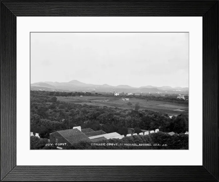 Framed Print : Orange Grove, St. Michael, Azores 1873 Framed Print : Orange Grove, St. Michael, Azores 1873