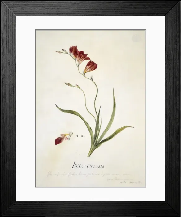 Framed Print : Ixia crocata L. saffron coloured ixia Framed Print : Ixia crocata L. saffron coloured ixia