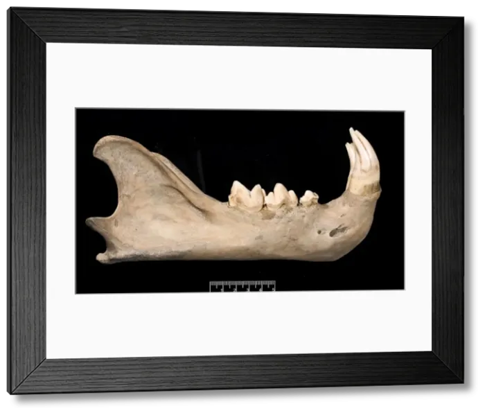 Framed Print : Panthera leo, lion Framed Print : Panthera leo, lion